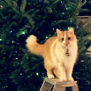 Meet your Posher, Leisy